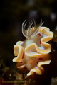   Flower underwater.. underwater  